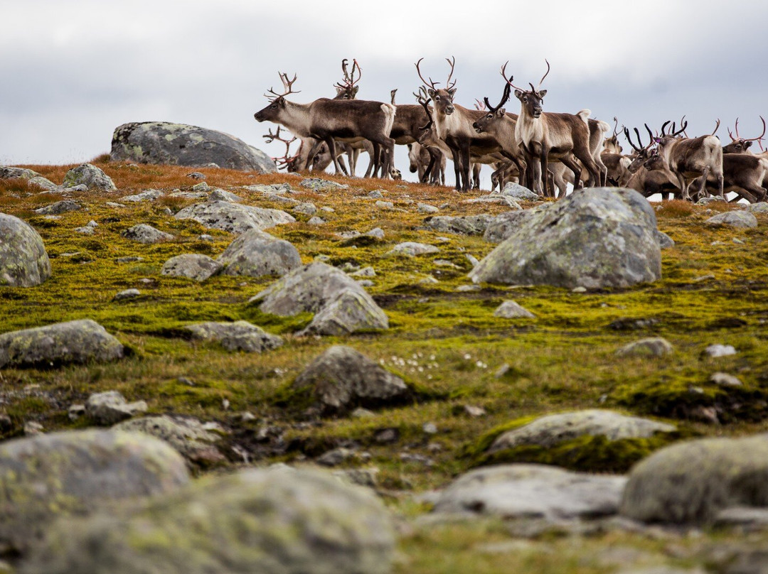 The Locals - Jotunheimen-Tessand必去景点