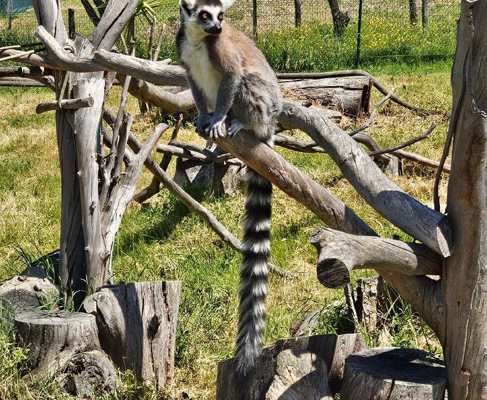 Corsica Zoo-Olmeta di Tuda必去景点