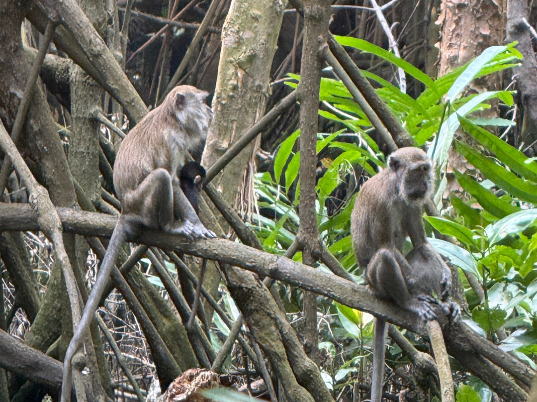 Mangrove Forest-雅加达必去景点