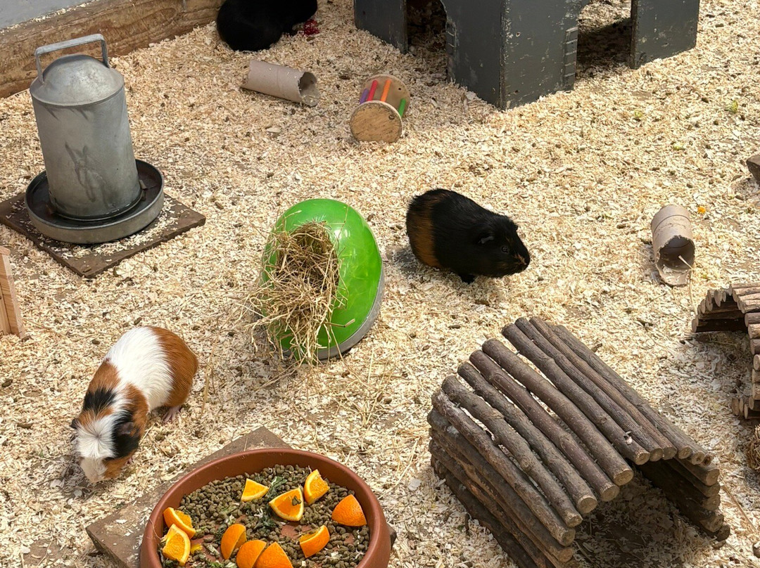 Piglets Adventure Farm-约克必去景点