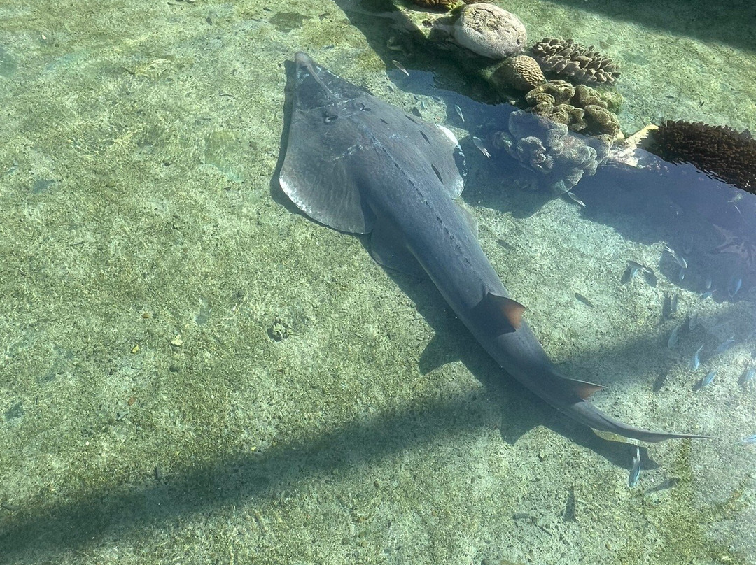 Daydream Island Living Reef-梦幻岛必去景点