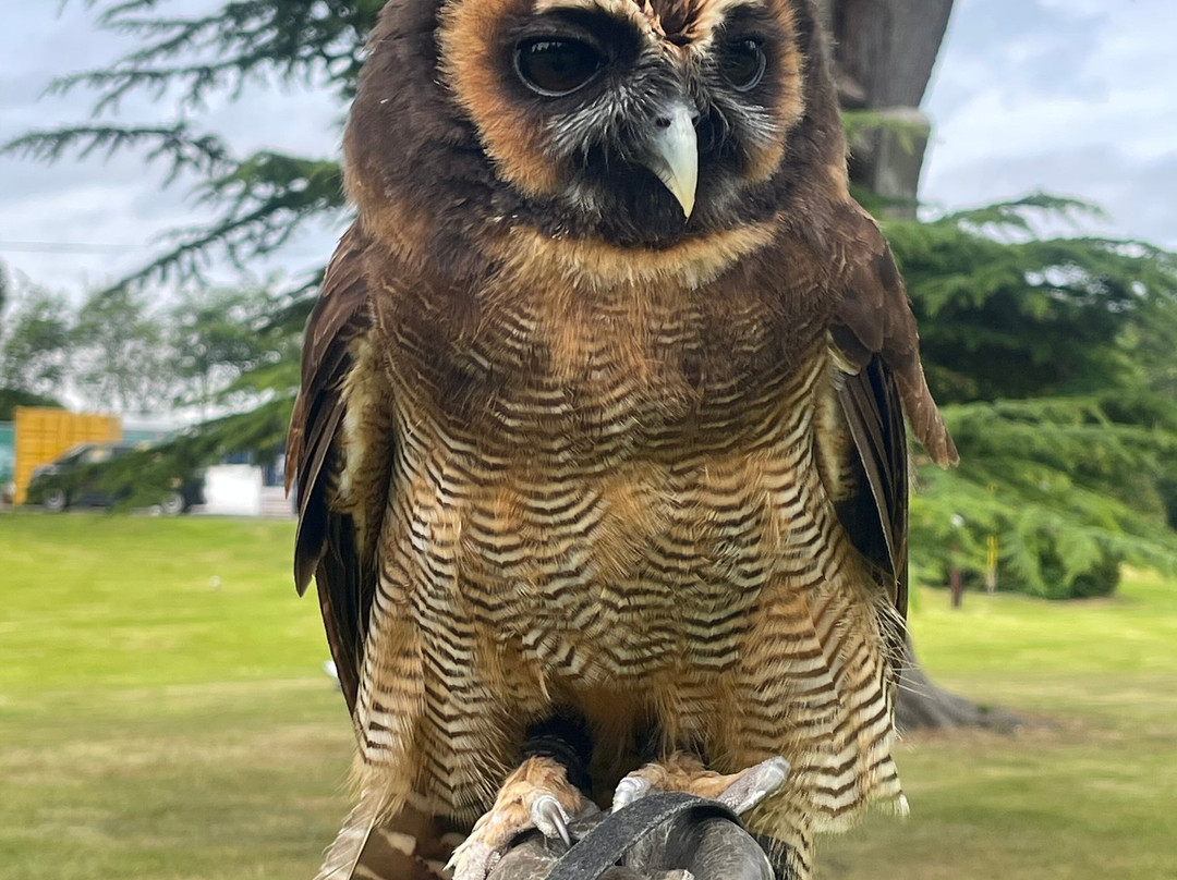 Dalhousie Castle Falconry-邦尼里格必去景点