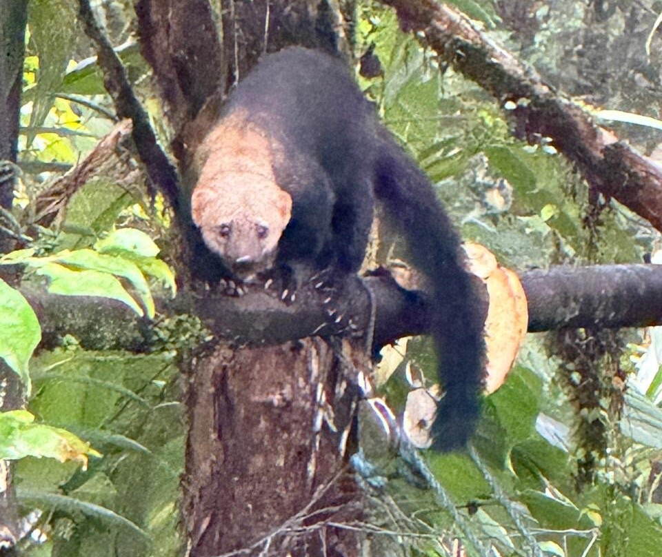 Choco Toucan Reserve-San Miguel de los Bancos必去景点