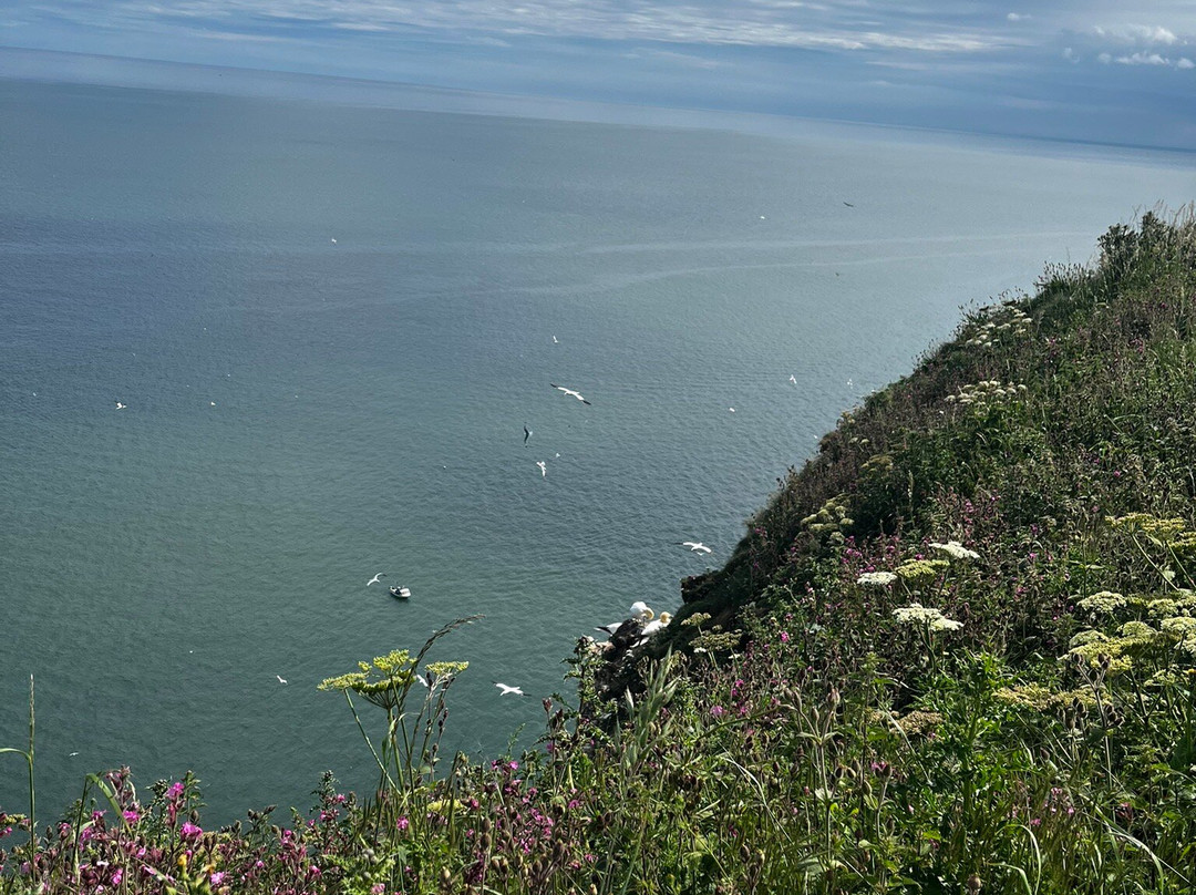 RSPB Bempton Cliffs-Bempton必去景点
