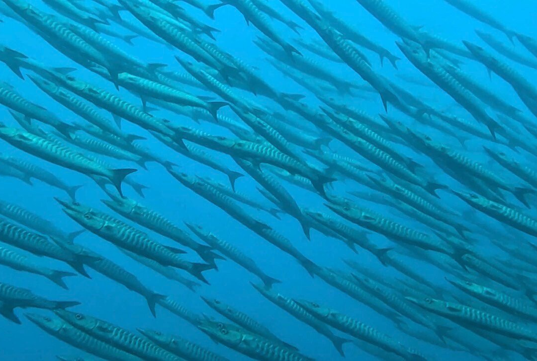 Wild Scuba Indonesia-Gili Asahan必去景点