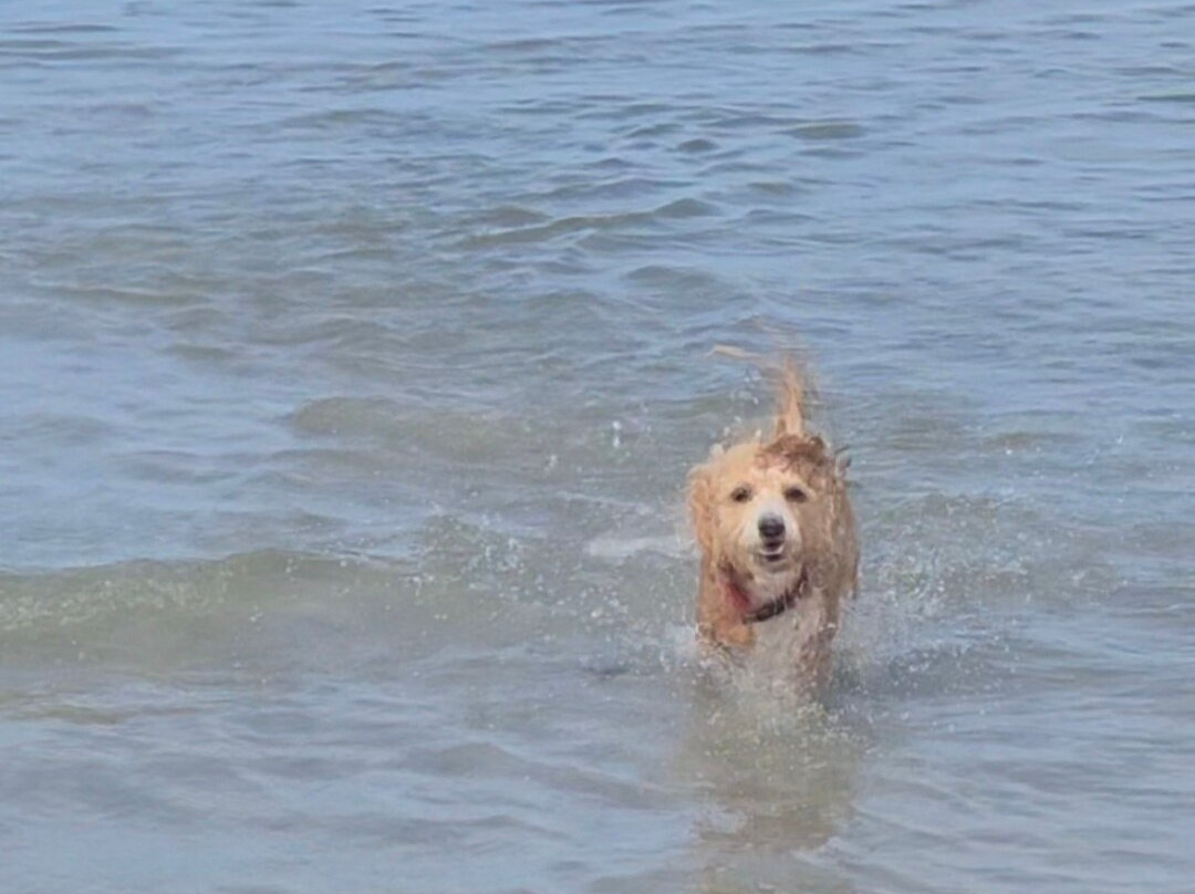 Dog Beach Park-博尼塔斯普林斯必去景点