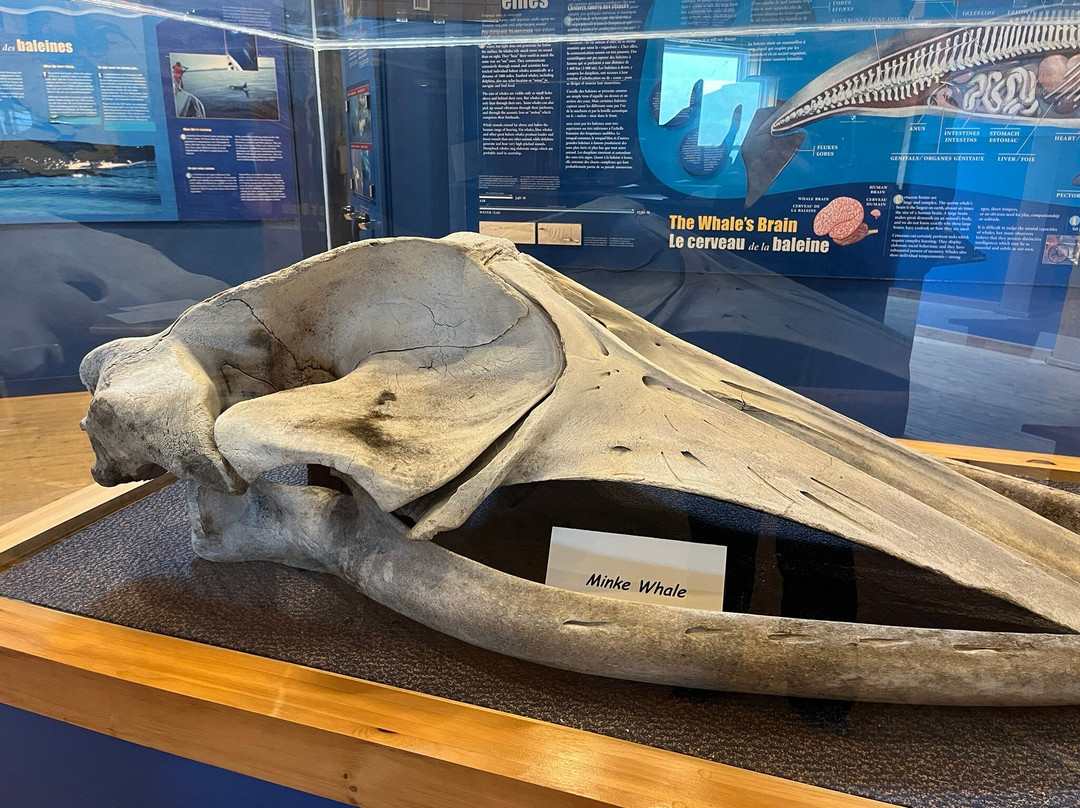 Whale Interpretive Centre-Pleasant Bay必去景点
