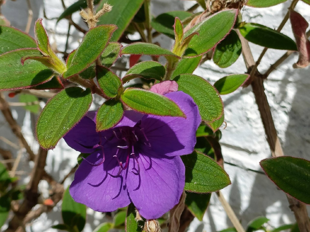 Bangor Castle Walled Garden-班戈必去景点