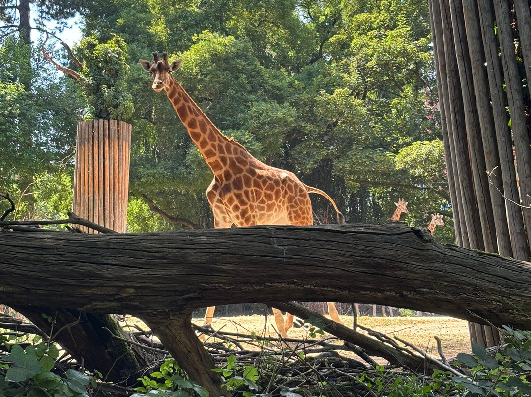 Zoo Basel-巴塞尔必去景点