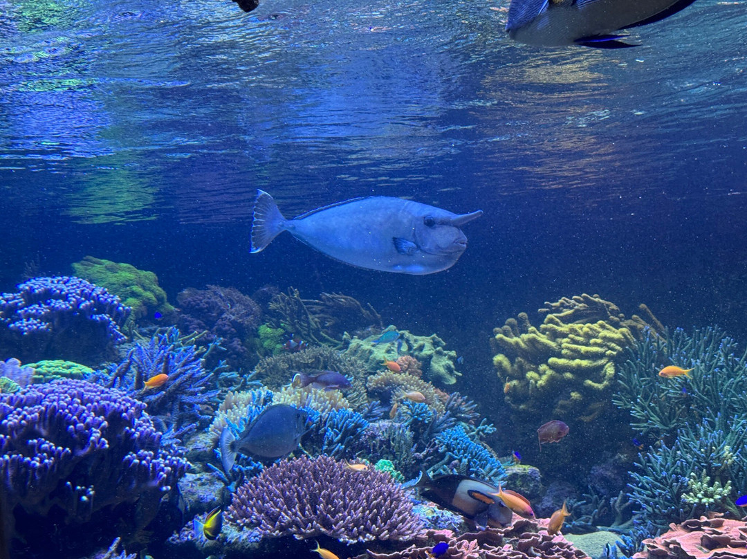 Long Island Aquarium-Riverhead必去景点