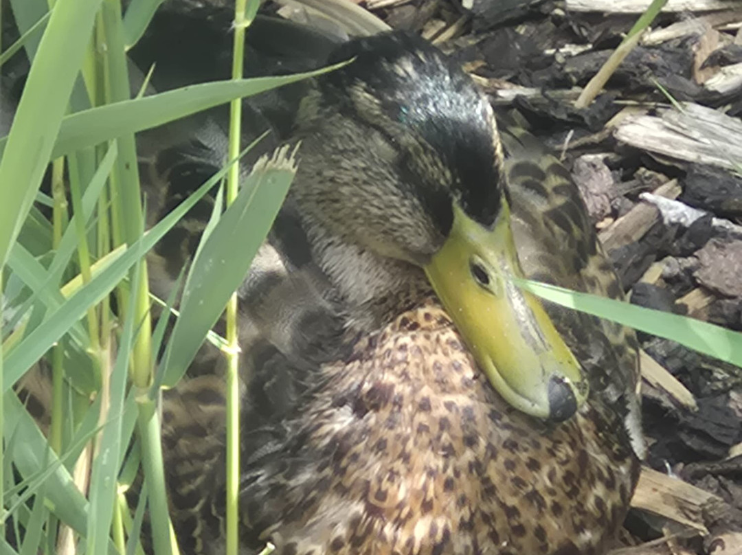 WWT Martin Mere Wetland Centre-Burscough必去景点