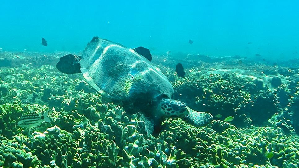 Menjangan Tour Snorkeling & Diving-Pejarakan必去景点