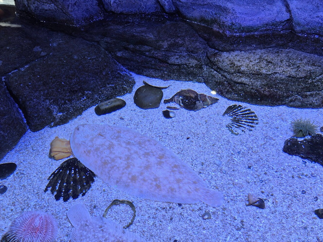 Marine Discovery Centre & Whitby Lobster Hatchery-惠特比必去景点