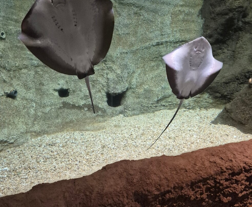 Lanzarote Aquarium-科斯塔特吉塞必去景点