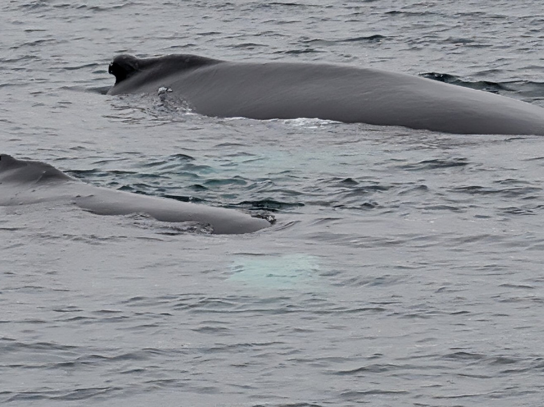 Gatherall's Puffin and Whale Watch-Bay Bulls必去景点