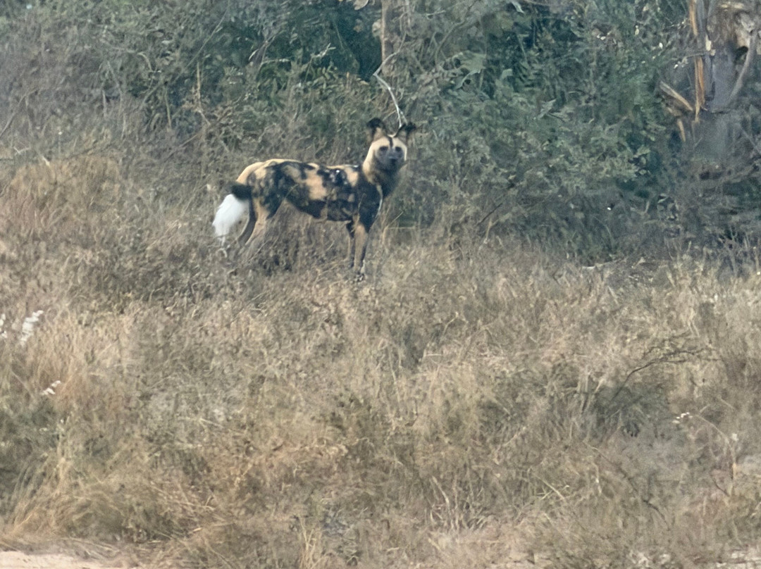 Kruger National Park Safari Specialists - Tours & Safaris-白河必去景点