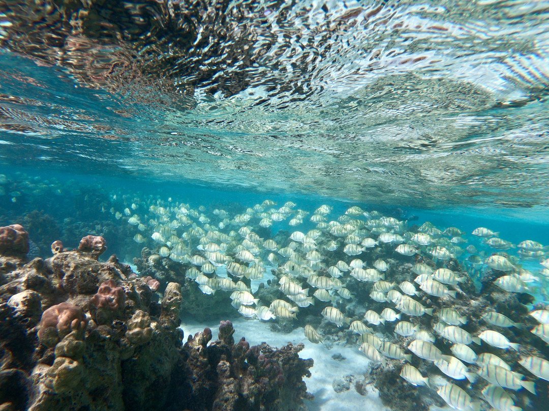 Mermaid Private Boat Tours-莫雷阿岛必去景点