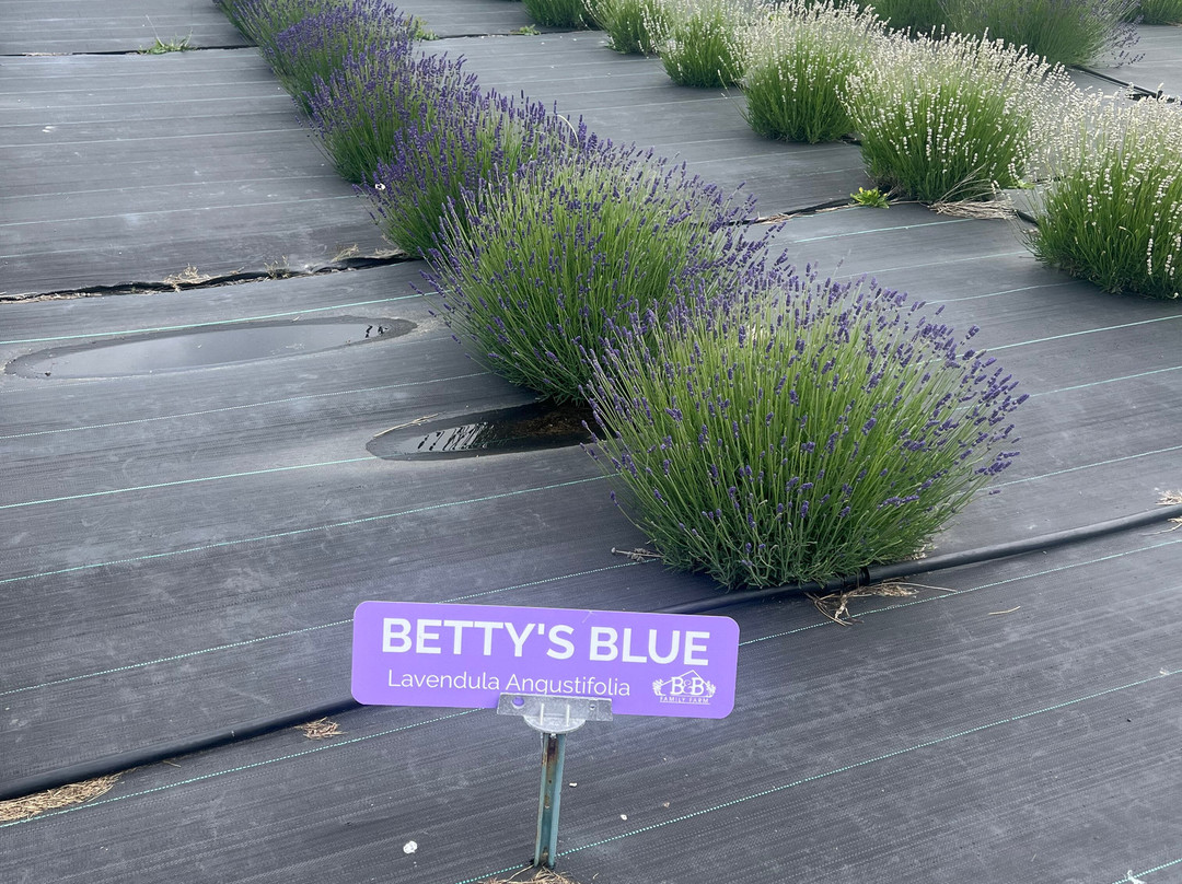 B & B Family Lavender Farm-塞奎姆必去景点