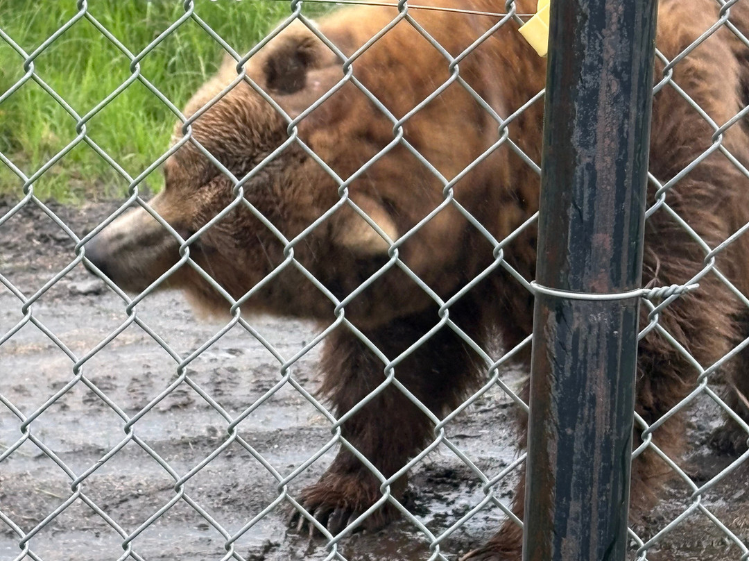 Alaska Wildlife Conservation Center-戈德伍德必去景点
