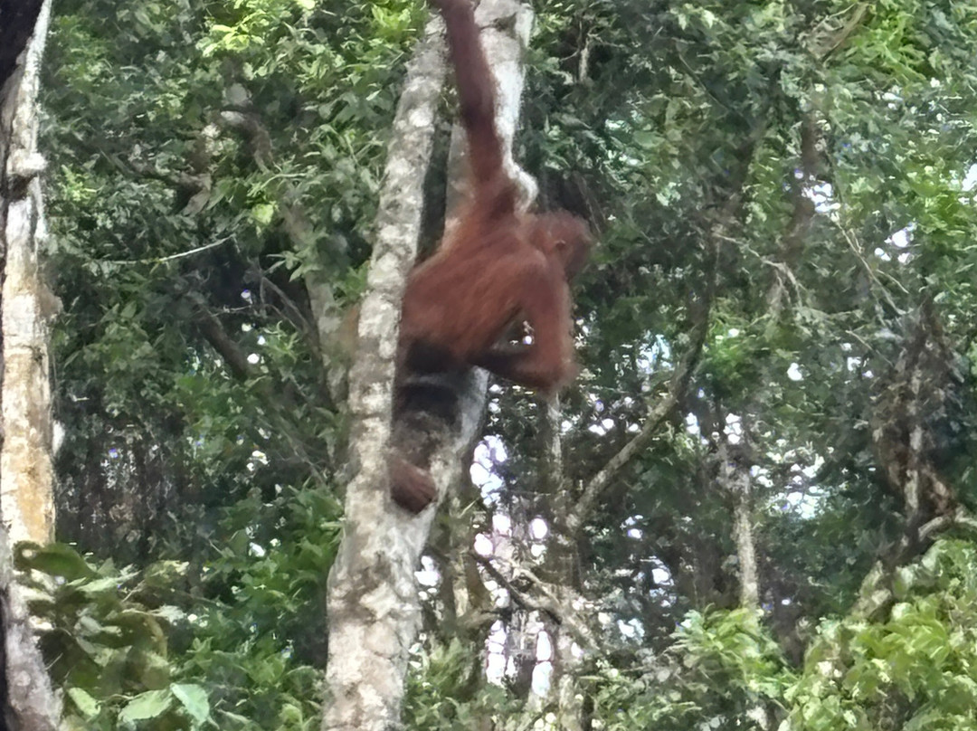 Dolphindo Tour Orangutan Tanjung Puting-Kumai必去景点