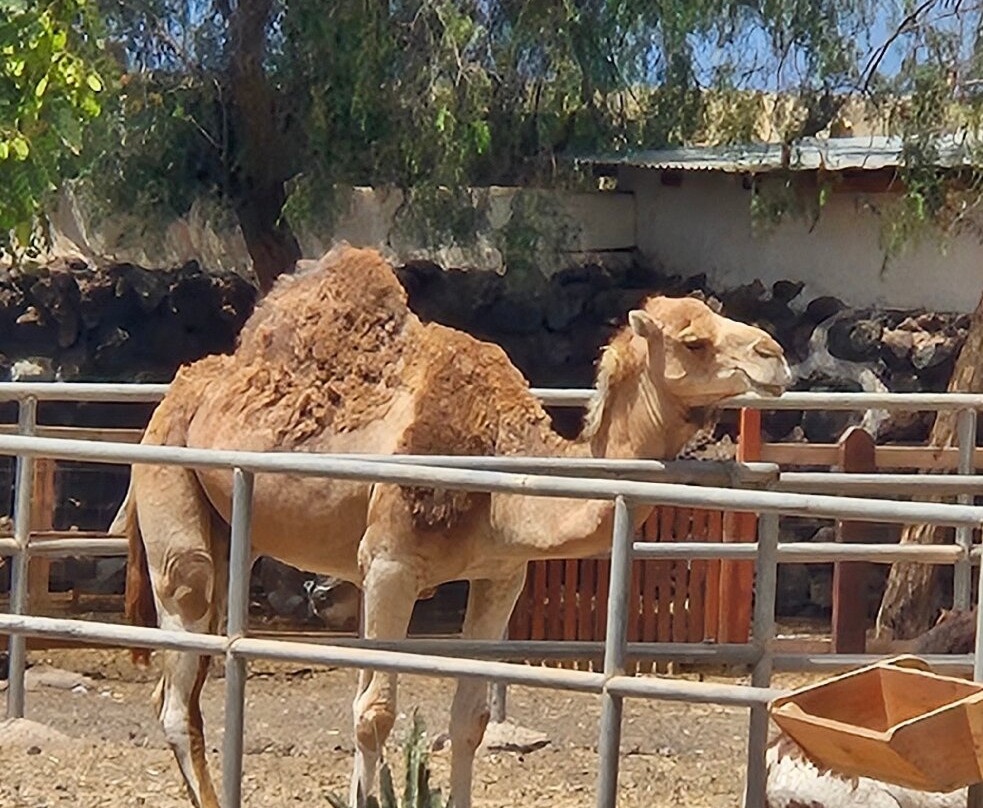 Camel Park-阿罗纳必去景点