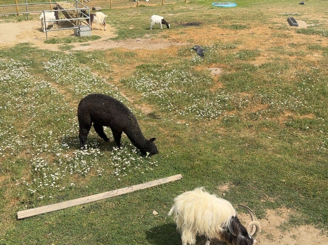 Godstone Farm & Play Barn-Godstone必去景点