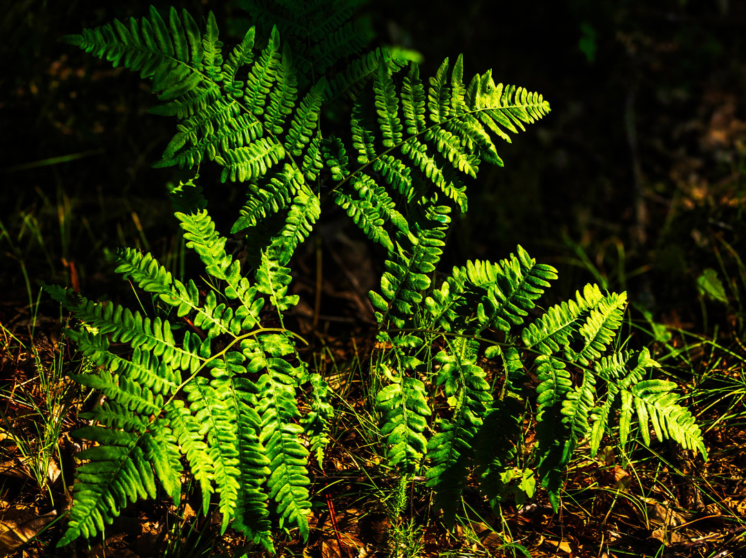 Navarino Nature Center