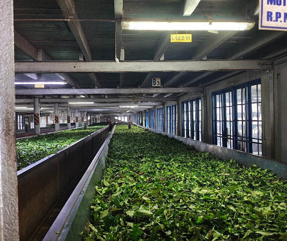 蓝田茶园-奴娃拉伊利雅必去景点