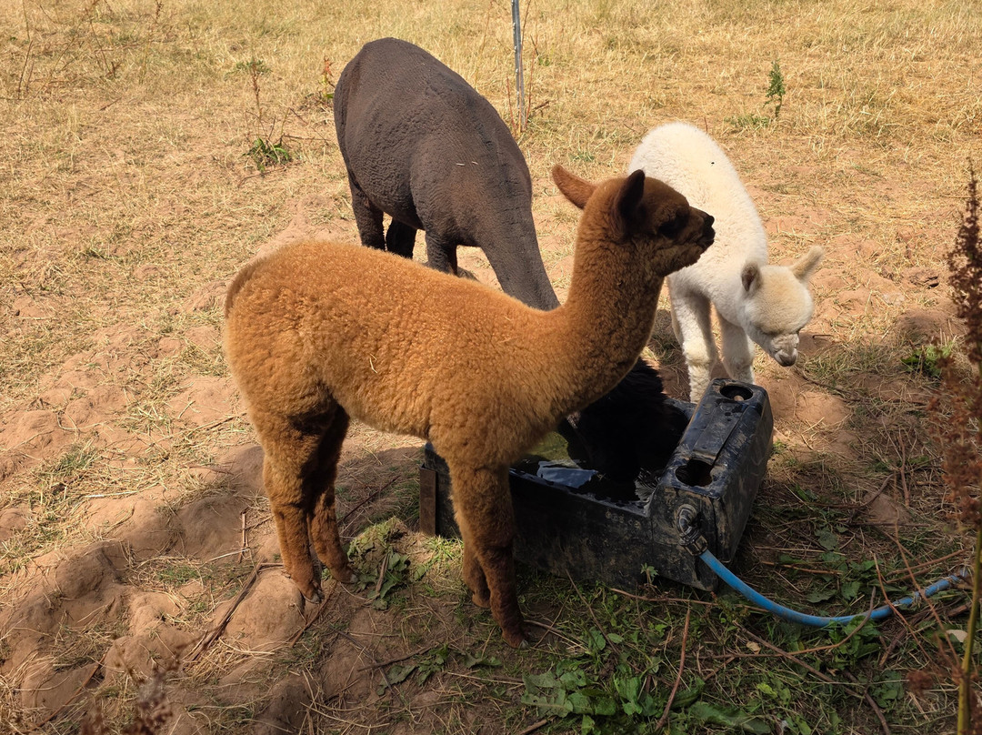 Charnwood Forest Alpacas-Boundary必去景点