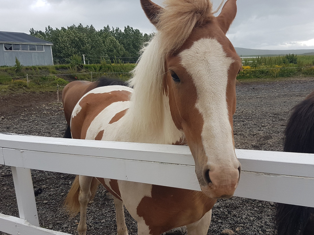 Sturlureykir Horses/Visiting HorseFarm-Reykholt必去景点