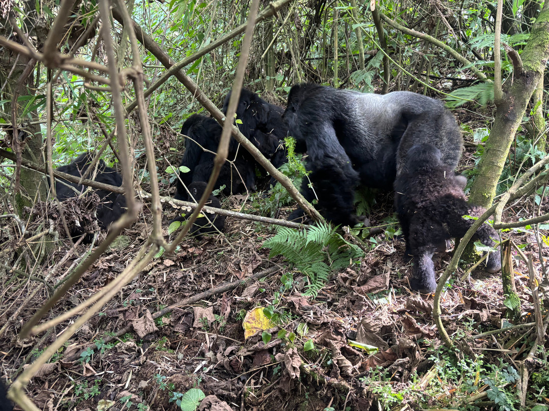 Volcanoes National Park Rwanda-Musanze District必去景点