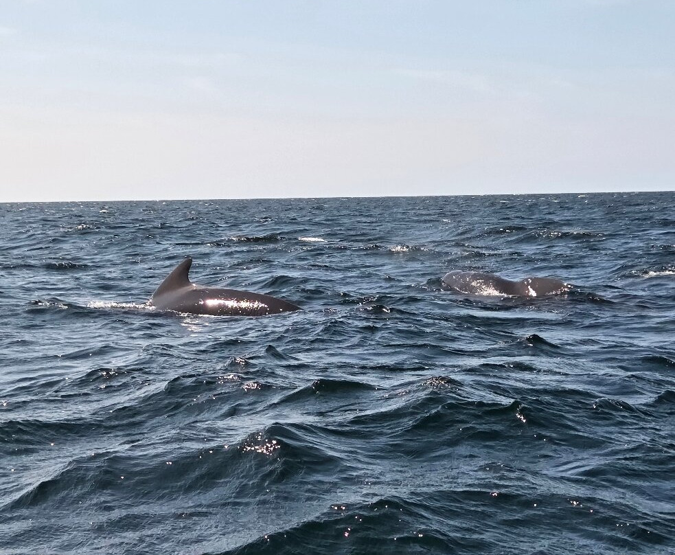Captain Zodiac Whale Cruise-Cheticamp必去景点
