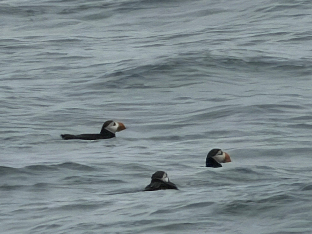 Acadia Puffin Cruise-Steuben必去景点