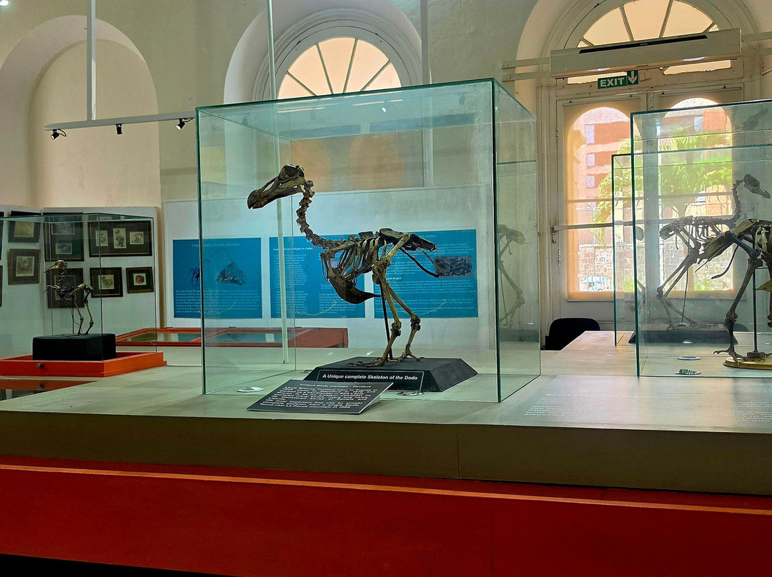 Natural History Museum-路易士港必去景点