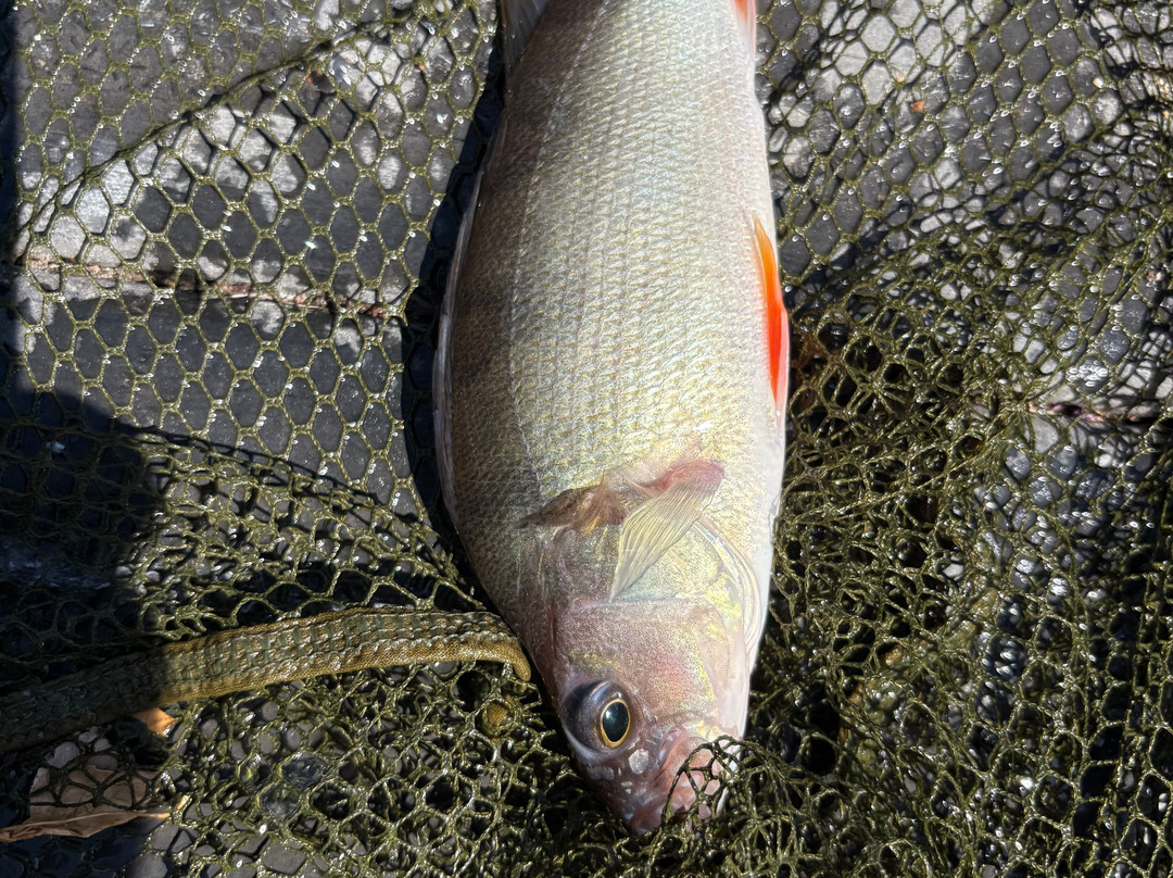 Upper Farm Fishery-Henton必去景点