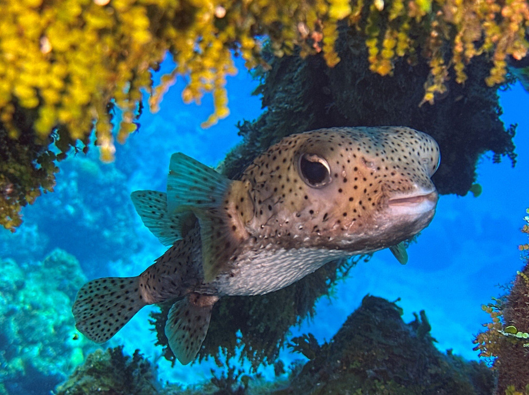 Cayman Brac Beach Resort主图