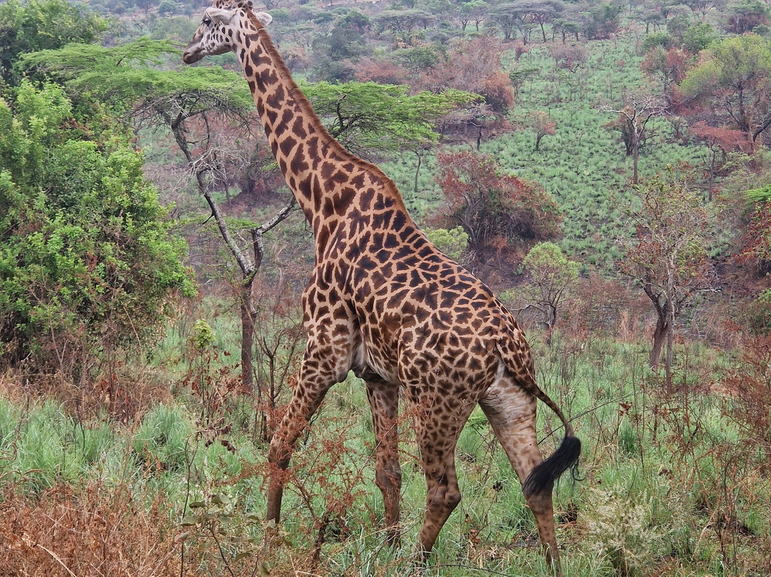 Akagera National Park-Eastern Province必去景点