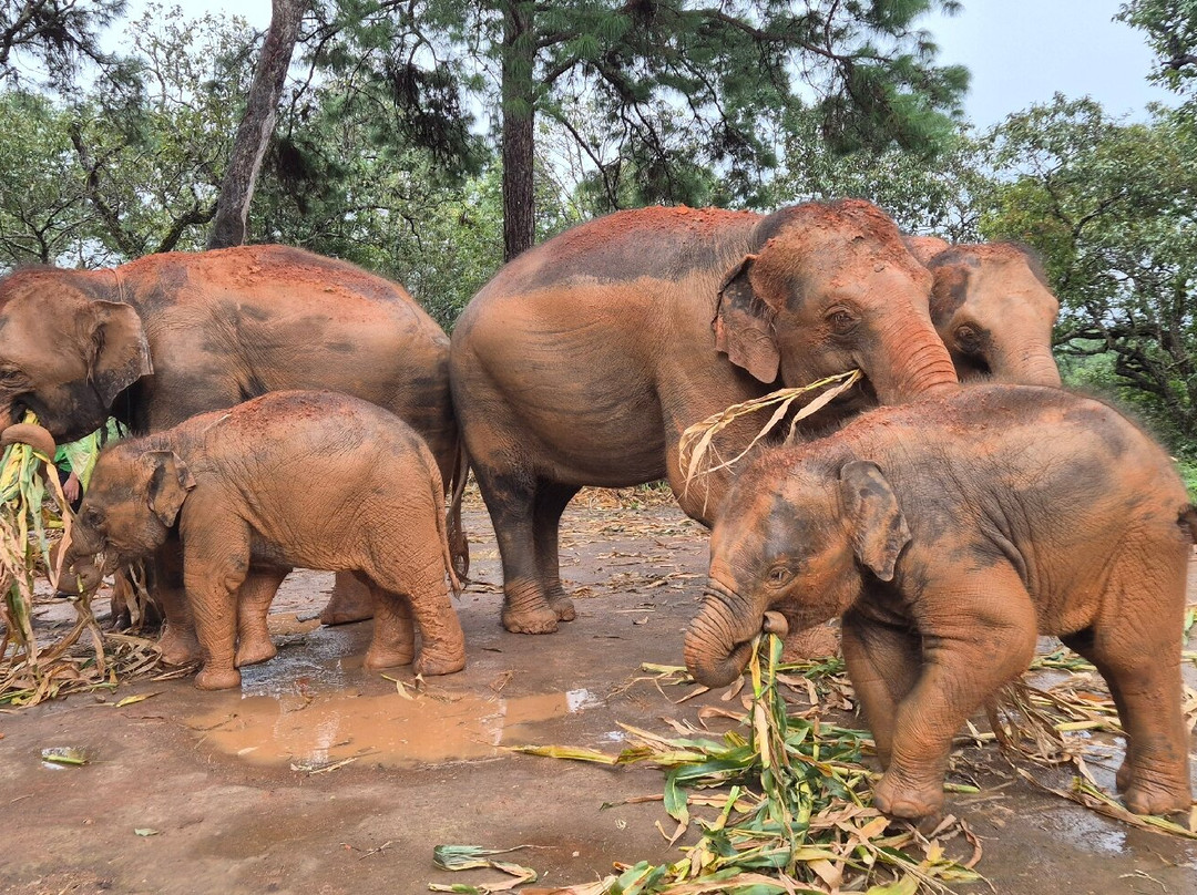 Elephant Freedom Village-清迈必去景点