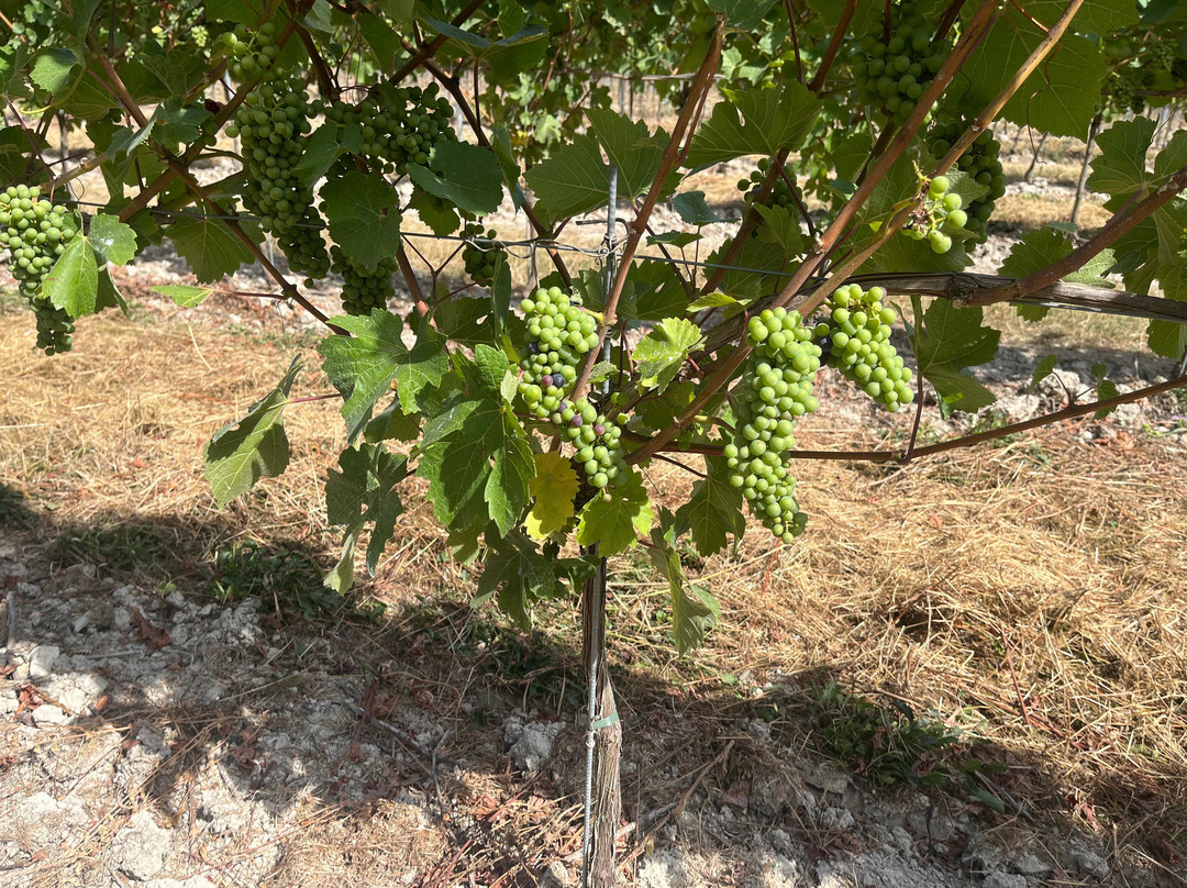Wildshark Vineyard-Harrietsham必去景点