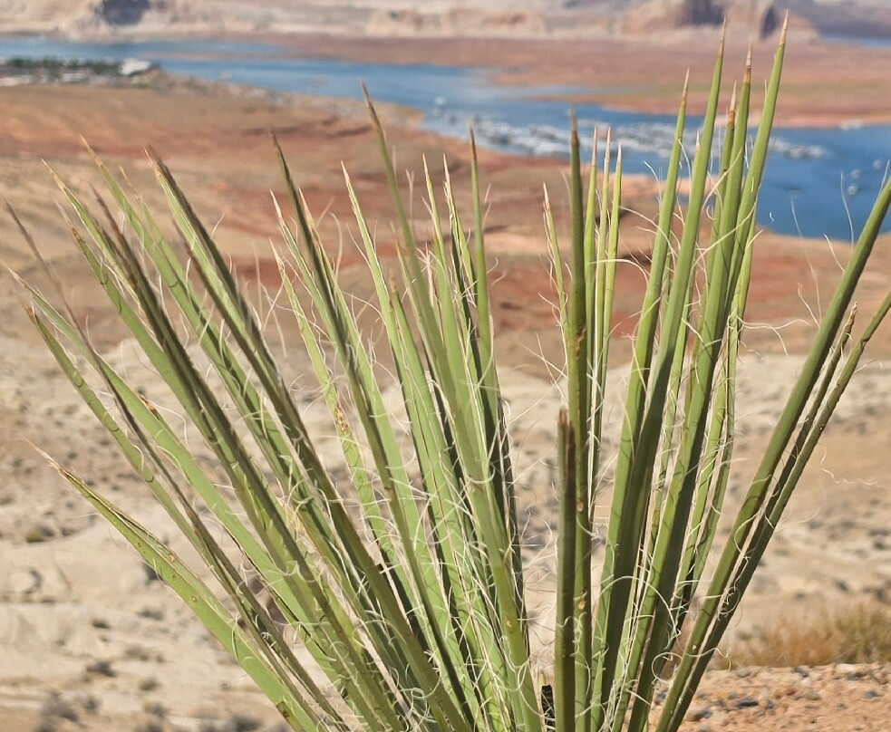 Wahweap Overlook-佩吉必去景点