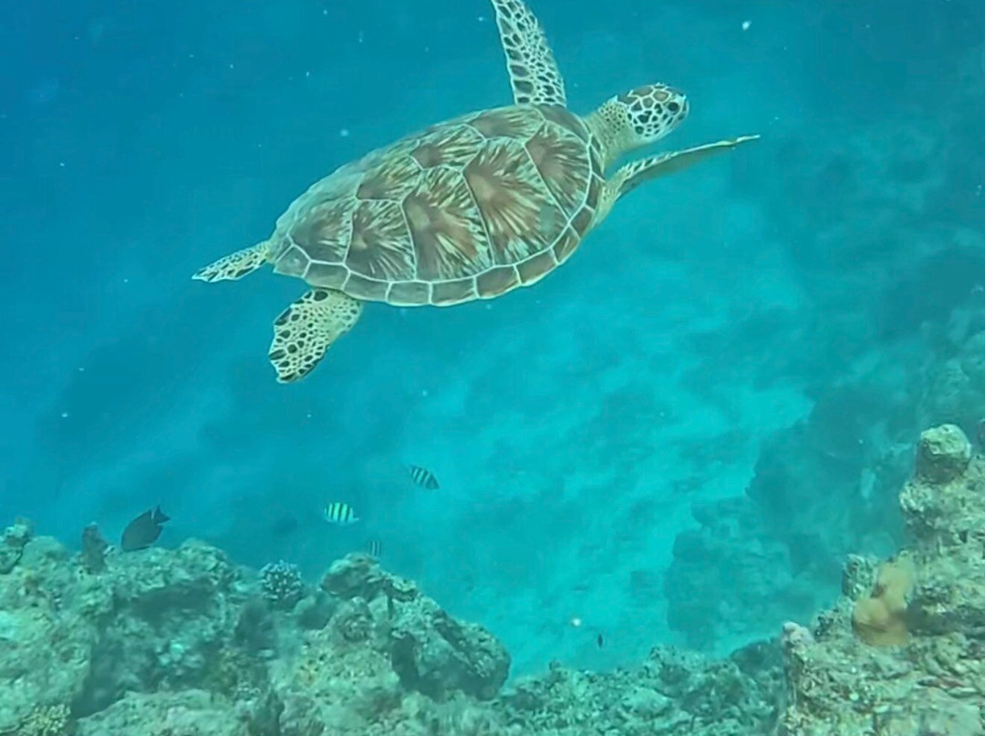 Euro-Divers Club Med Finolhu Villas-马累必去景点