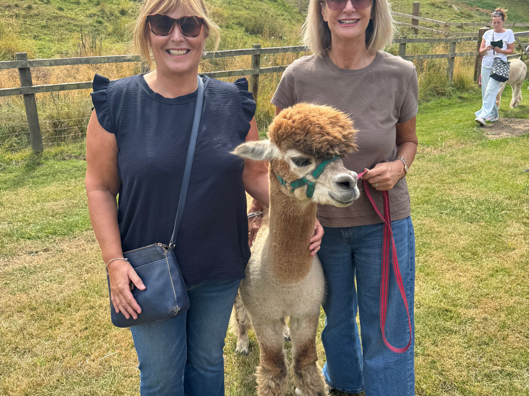 Alpaca Alpaca At Leven Valley-Yarm必去景点