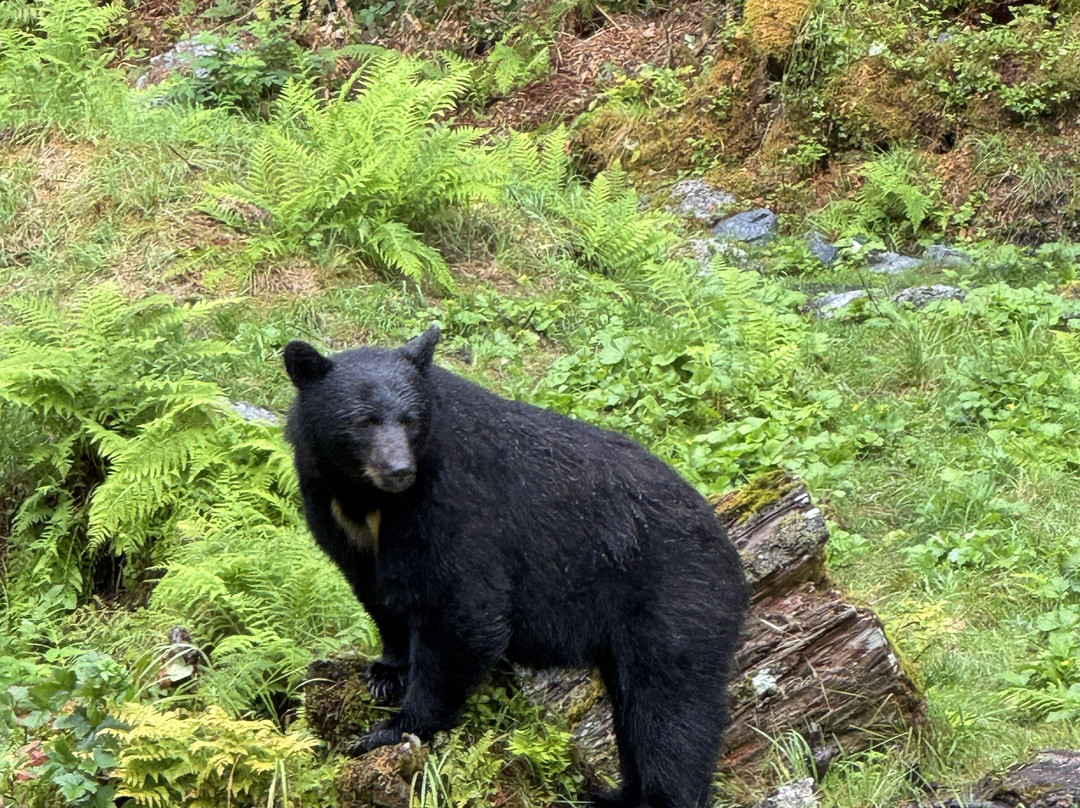 Anan Creek Bear Observatory-Wrangell必去景点