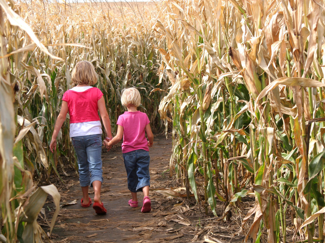 Ellijay Corn Maze-Ellijay必去景点