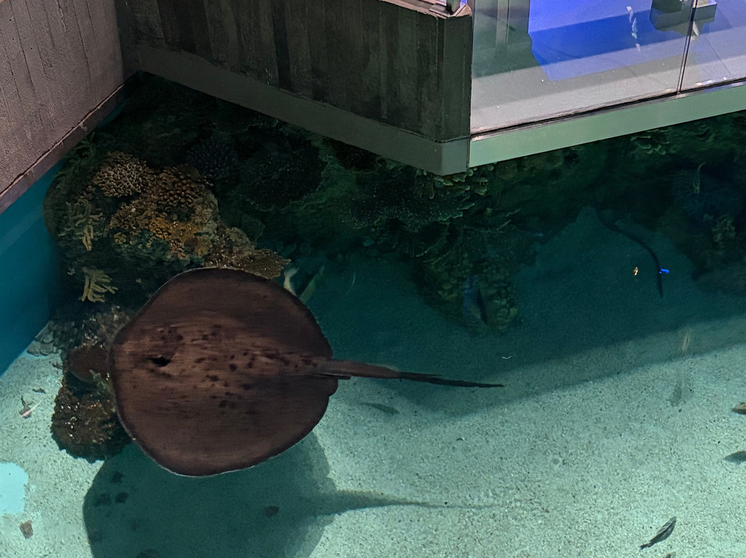 巴尔的摩国家水族馆-巴尔的摩必去景点