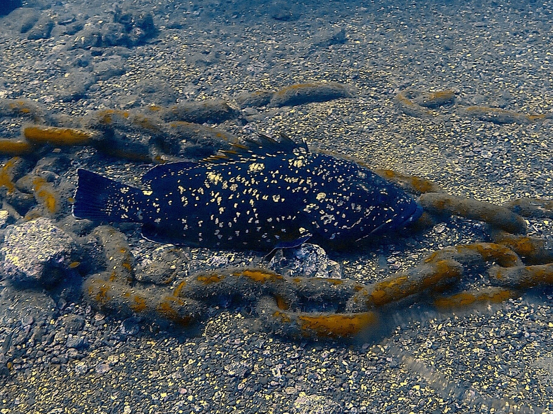 Atalaia Diving Center-Canico必去景点
