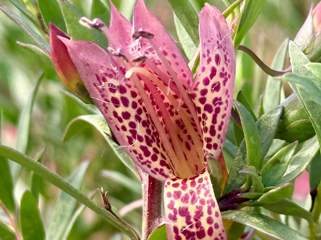 Australian Arid Lands Botanic Garden-Port Augusta必去景点