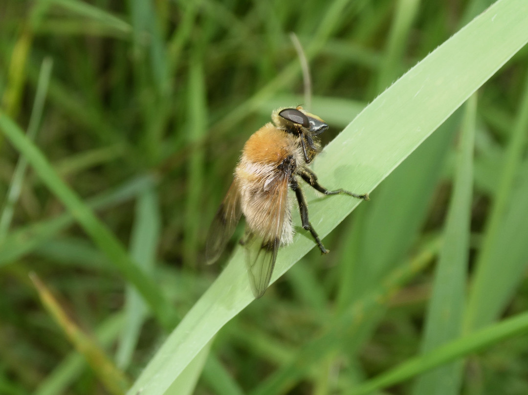 RSPB Leighton Moss Nature Reserve-Silverdale必去景点
