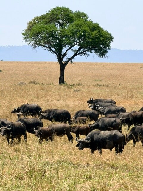 Tanzania Roadside Expeditions-阿鲁沙必去景点