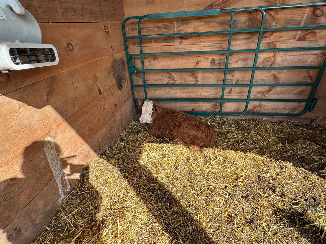 Udderly Ridiculous Farm Life-Blandford-Blenheim必去景点